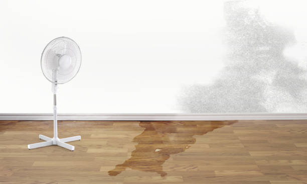 Best Water damage contractors near me  in Colwyn, PA